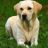 Labrador