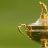 Ryder Cup