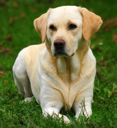 Labrador