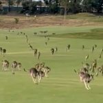 Video canguri invadono il campo da golf