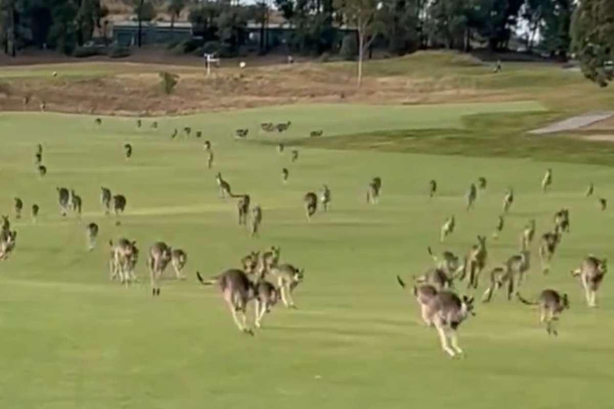 Video canguri invadono il campo da golf