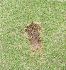 Golf Divot